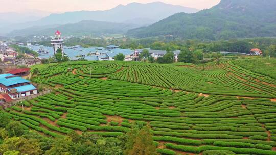 武夷山拇指茶园