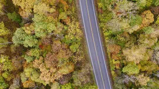 航拍秋季森林道路交通汽车行驶