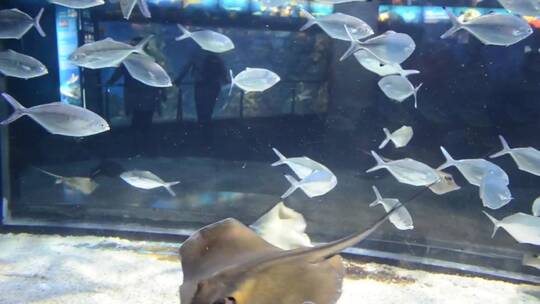 水族馆里的银鱼视频素材模板下载