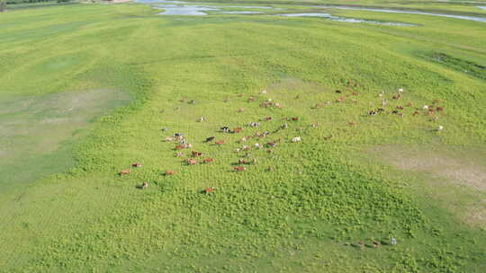 航拍草原上牛群吃草奔跑