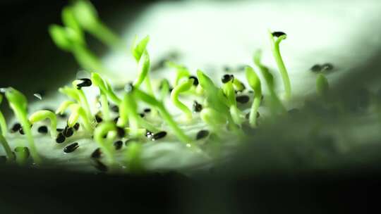 生长 嫩叶 生长 发芽 绿色 植物