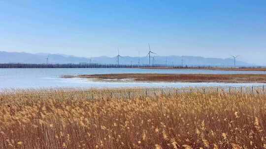 实景 湖边的芦苇和大风车