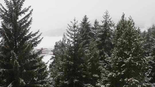 雪林中的松树