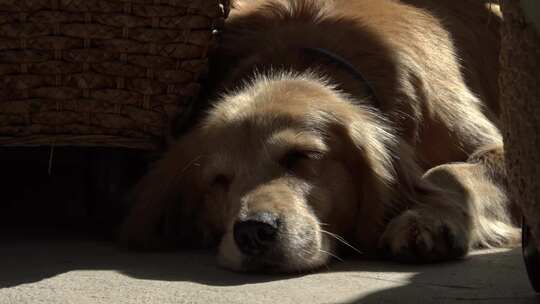 趴在地上晒太阳的金毛犬