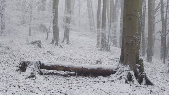 森林被白雪覆盖的树木视频素材模板下载