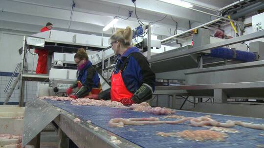 妇女在鱼加工厂的装配线上工作视频素材模板下载