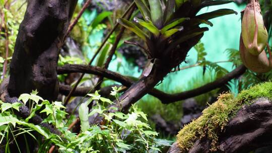 热带植物叶子爬山虎蕨类雨林缸