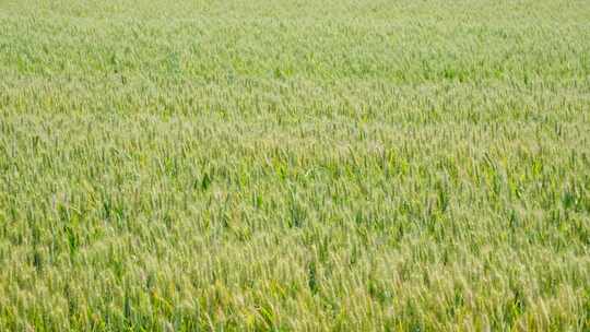 广袤绿色麦田景象