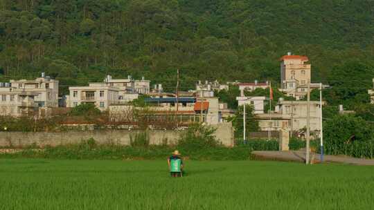 农民田间背喷雾器劳作