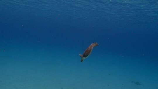 近距离拍摄海底海龟视频素材模板下载
