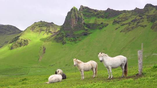 马站在冰岛的绿地上