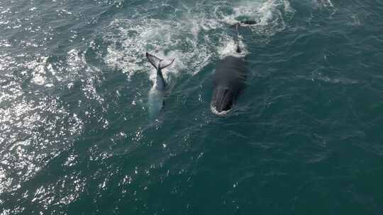 空中拍摄座头鲸在水面拍打尾巴