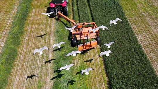鸟类跟随农业播种机飞行，准备吃种子