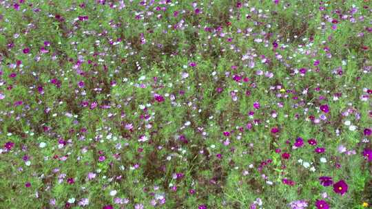 鲜花盛开的草坪