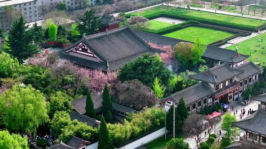 西安青龙寺樱花