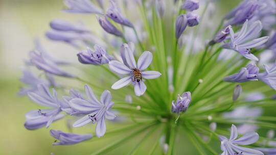 初夏花朵勤劳的蜜蜂采蜜生态花海