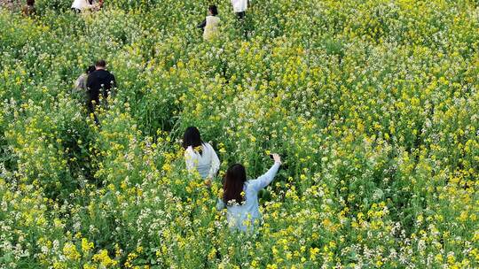 中国广东省广州市南沙区东涌油菜花