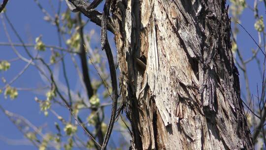 啄木鸟在树洞中筑巢视频素材模板下载