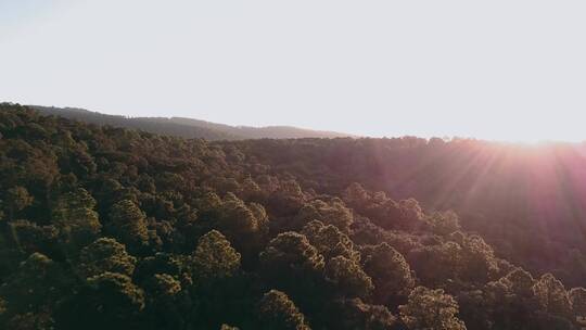 森林树梢上的阳光