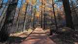 行走在秋天的森林高清在线视频素材下载