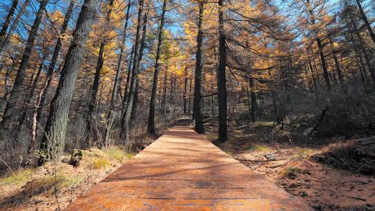 行走在秋天的森林