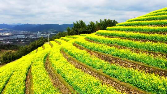 油菜花梯田露天环形剧场航拍