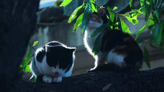 树上的两只小猫 小花猫洗脸 树叶