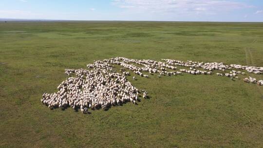 内蒙古草原风吹草地现牛羊视频素材模板下载
