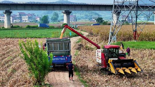 玉米地农机收割俯瞰画面