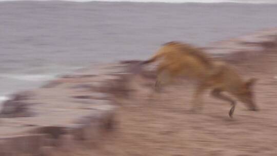 豺狼走过纳米比亚的沙地