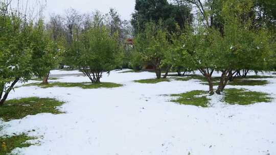 冬天唯美雪景绿叶红花上的雪