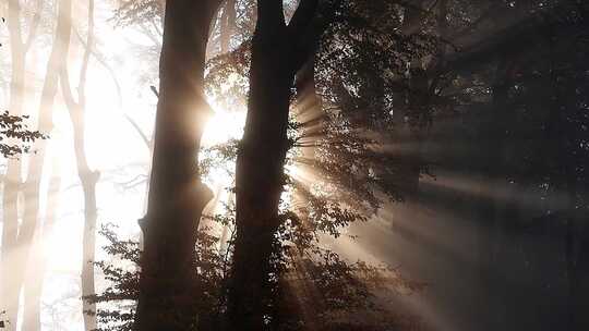阳光穿过雾气弥漫的森林