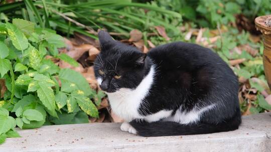 趴在花坛边的猫咪视频素材模板下载