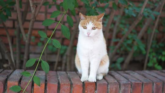 猫坐在地上特写镜头