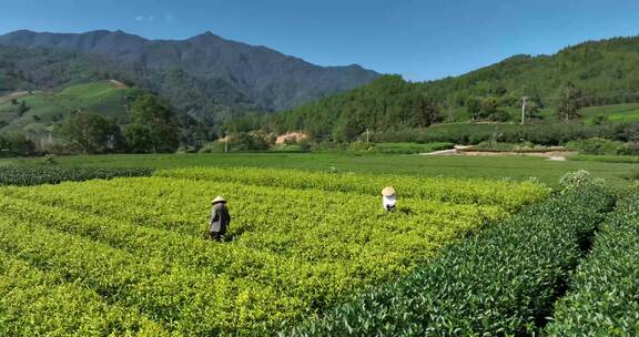 茶叶茶园武夷山茶庄大自然茶园