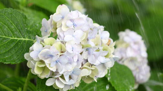 雨水下的盛开的绣球花