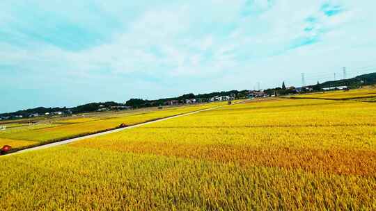 4k长沙隆平稻作公园秋收稻田航拍