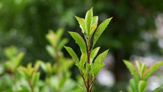 雨天植物 雨滴植物 雨中植物特写