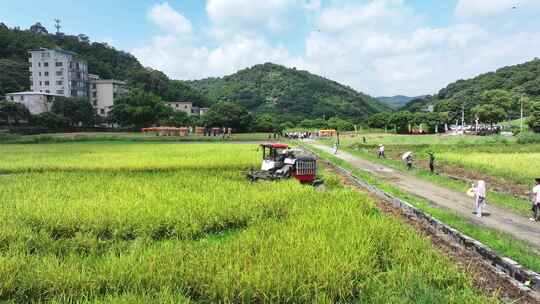 中国广东省广州市白云区太和镇白山村稻田