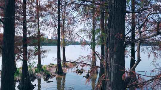 广州海珠湖公园水杉落羽杉红叶