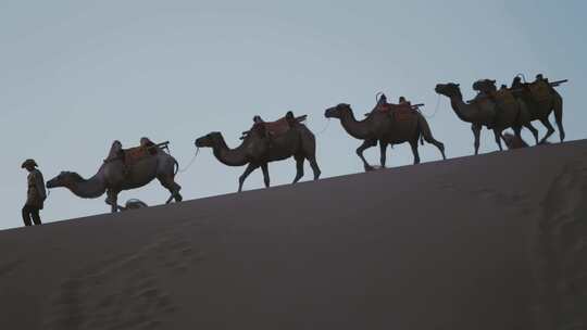 沙漠骆驼队视频素材模板下载