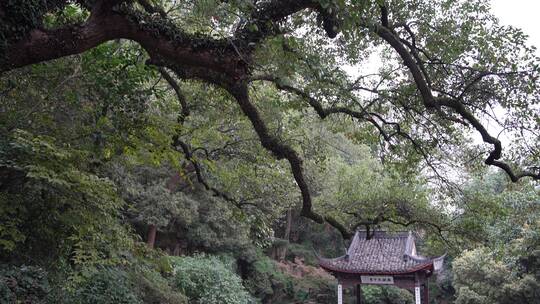 杭州西湖景区中山公园清行宫遗址