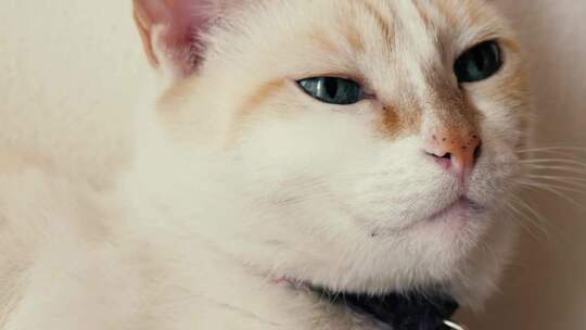 白色蓝眼睛的猫