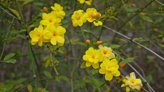 早春迎春花清明花小黄花花簇花瓣花蕊花朵