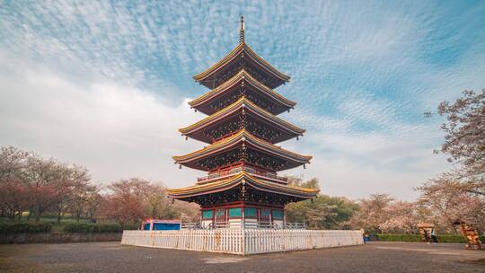 春天武汉东湖磨山樱园日式五重塔延时