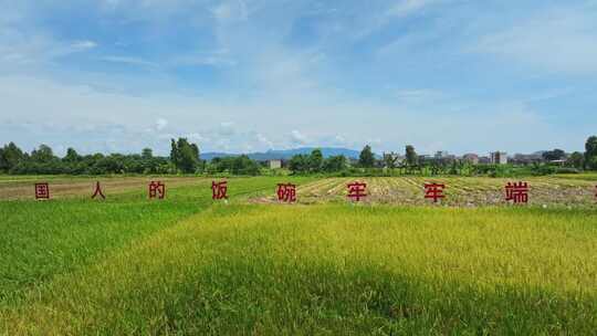 4k江门台山农业标语稻子丰收生产视频素材模板下载