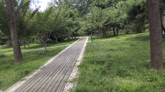 公园里小树林中的小路