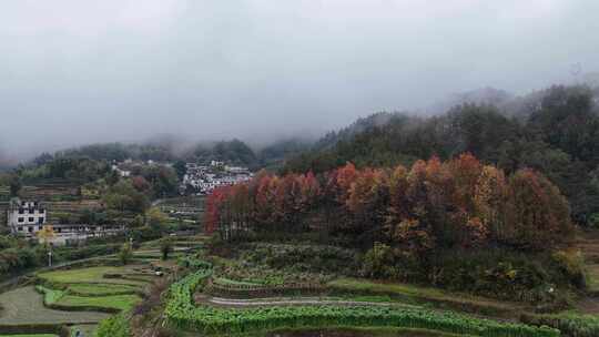 皖南雨后乡村的秋天