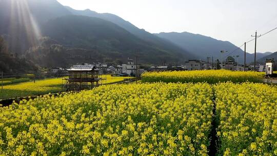 原创 婺源庆源古村油花花海风光航拍