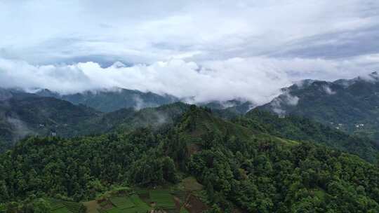 大雾清晨云雾大山云海森林自然云山脉山区